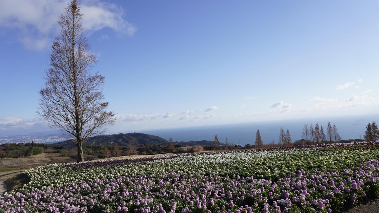 冬花を探しに　ストックと菜の花　あわじ花さじき　淡路市