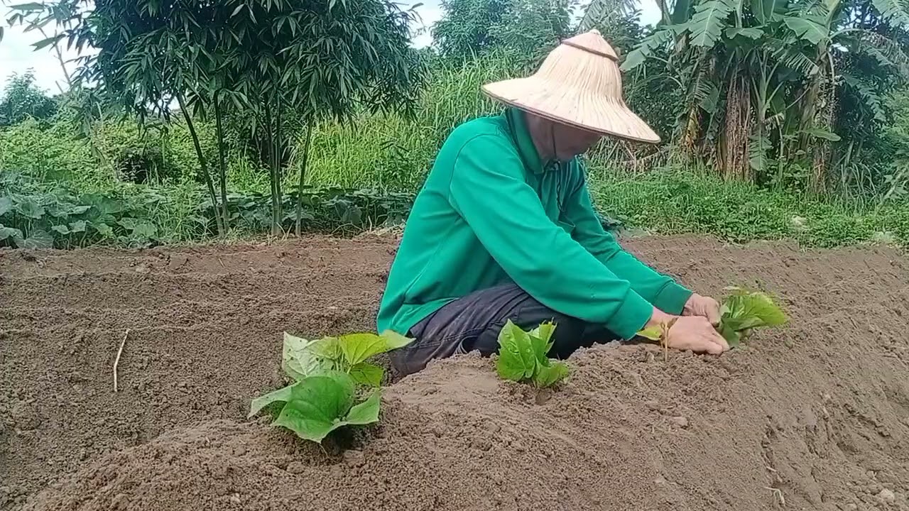 地瓜~種植時間點~存活率百分百~產量翻倍~