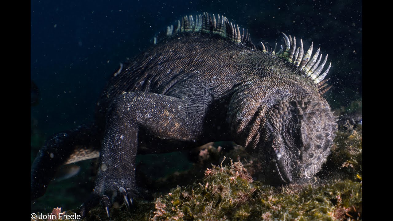 Galapagos Diving Expedition in 4K UHD - Relaxation Video