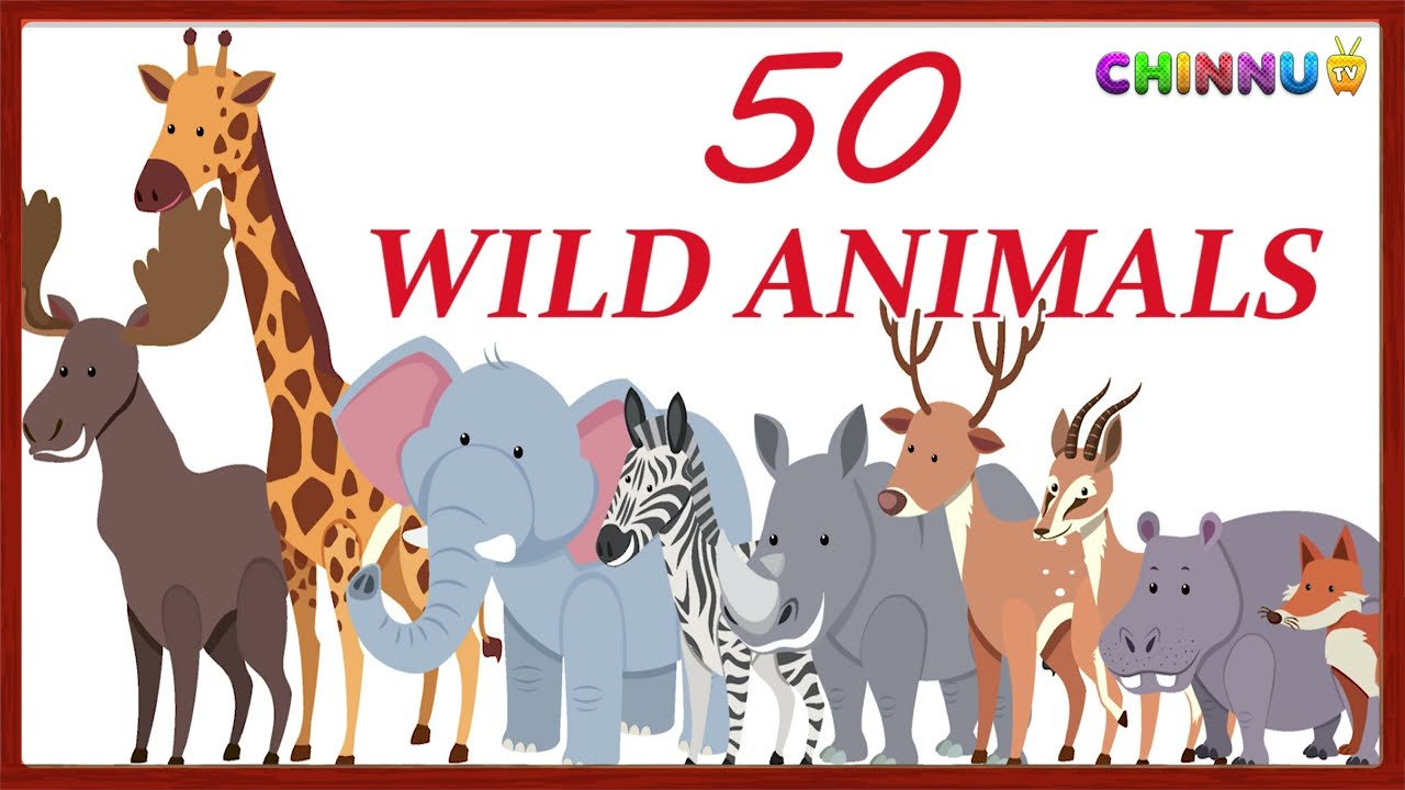 50 Wild Animals for Kids | English Vocabulary | Kids Learning |#AnimalNames|@chinnutvkids