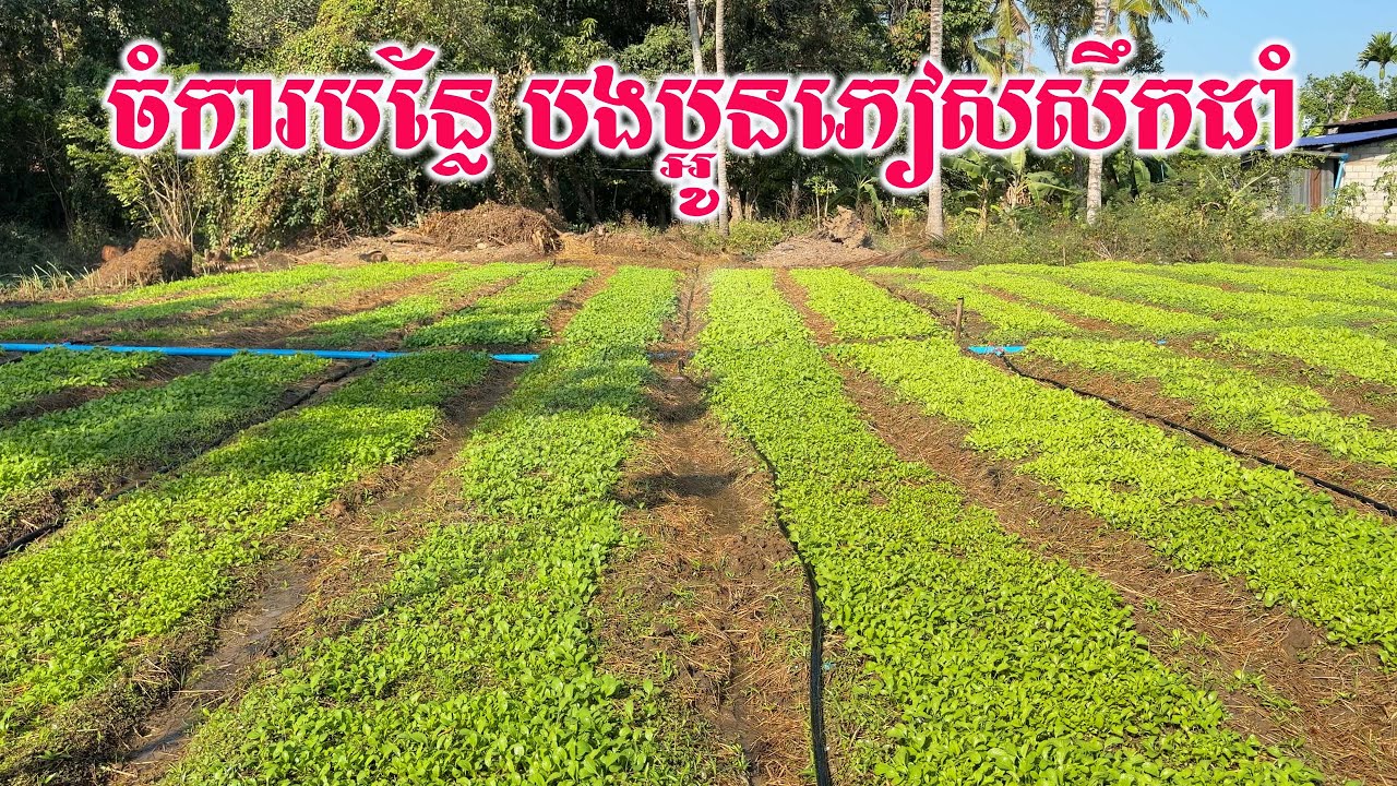 ចំការបន្លែបងប្អូនភៀសសឹកបានដាំ លូតលាស់ល្អណាស់