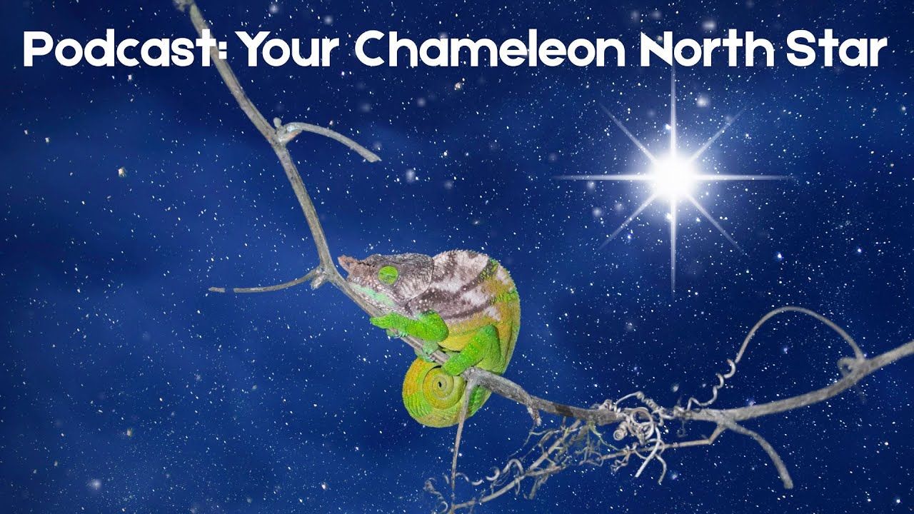 Chameleon Husbandry Is Confusing—Until You Find Your North Star