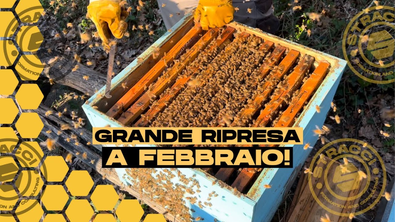 Una GRANDE Ripresa dell'Apiario a Febbraio!