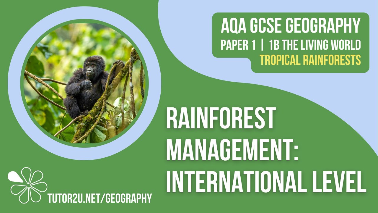 Rainforest Management: International Level | AQA GCSE Geography | Tropical Rainforests 8