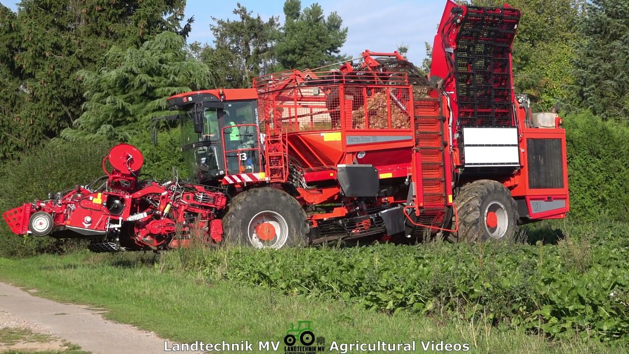 Holmer T3 / Rübenernte - Harvesting Beets  2021  pt1