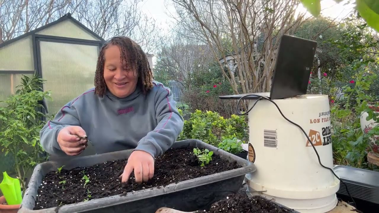 Planting Greens & How our Elders kept us Well. Jamerica is live!