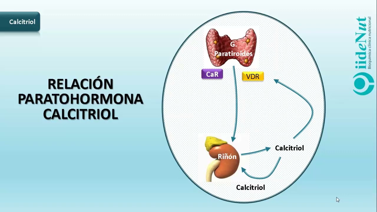 Relación paratohormona calcitriol