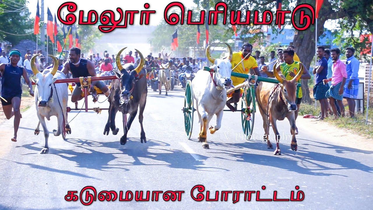 பெரியமாடு - மேலூர் பந்தயம் 26.03.2023 