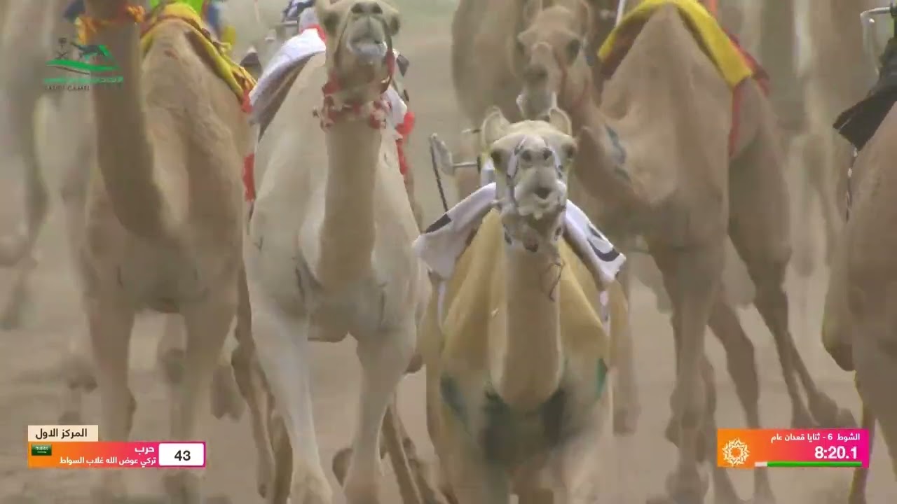 الشوط 6 ثنايا قعدان عام صباح يوم الاثنين 9-9-2024 من #مهرجان_ولي_العهد_للهجن