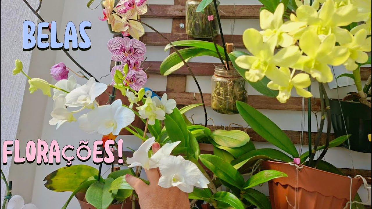 Belas Florações!💕