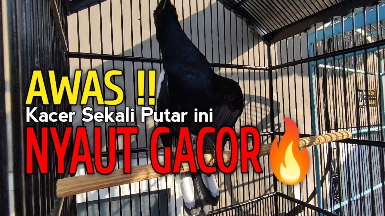 SUARA BURUNG KACER MASTERAN ‼️AWAS KACER APAPUN LANGSUNG NYAUT GACOR🔥🔥