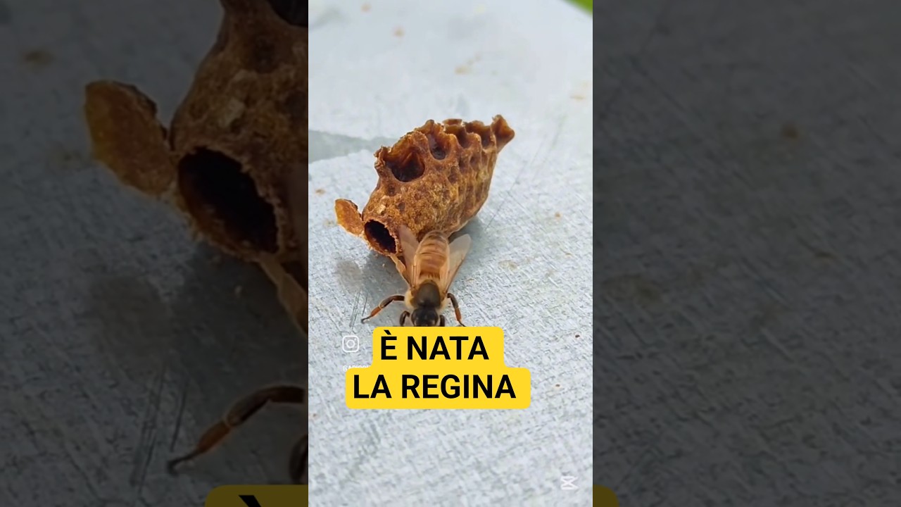 Nascita ape regina 🐝 #apicoltura #miele #regina