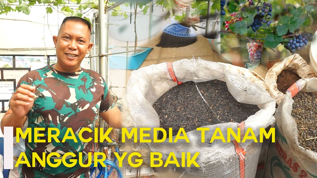 Meracik Media Tanam Anggur Yang Baik 🍇