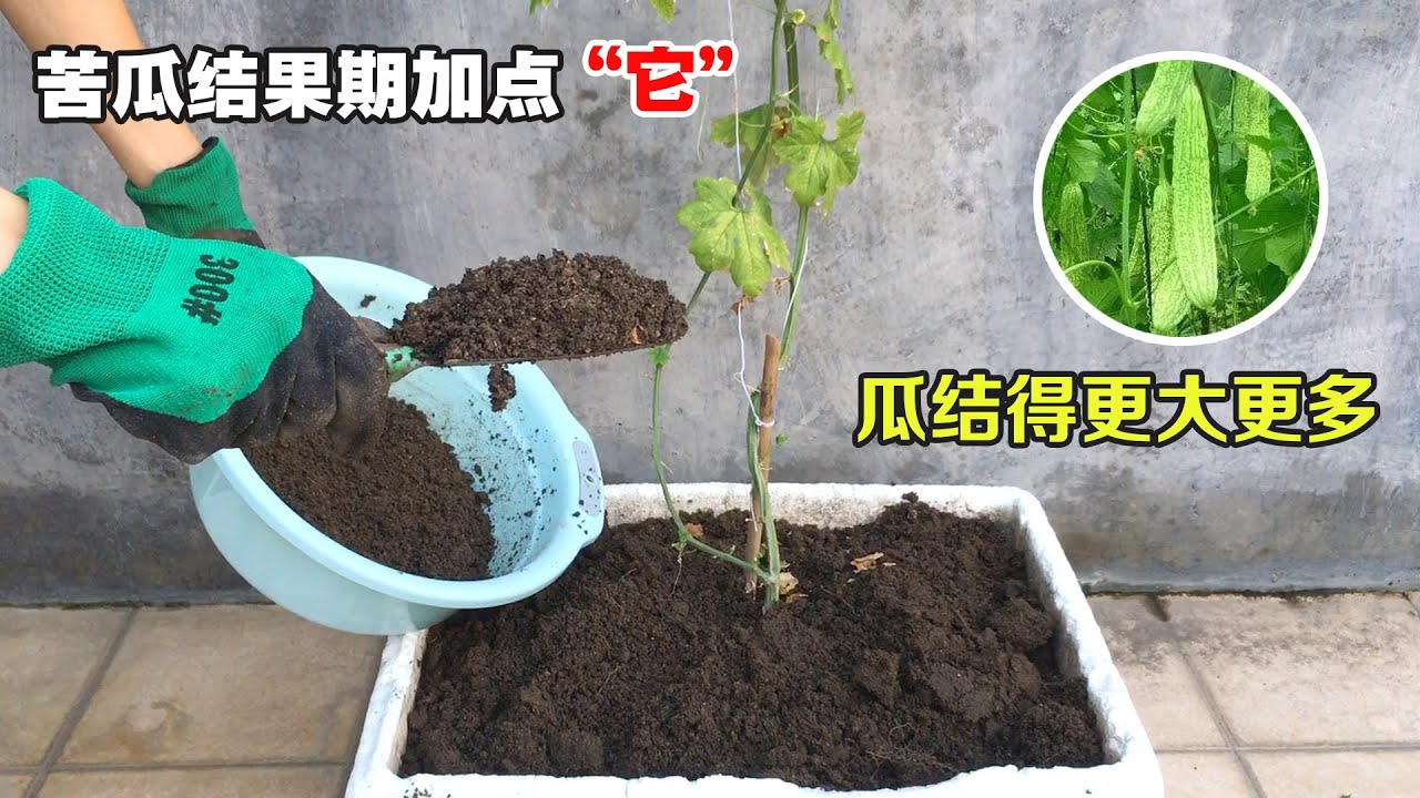 苦瓜种植的2个小经验分享，加一种“自制”的混合物，结瓜翻倍，又多又大！|Grow balsam pear 2