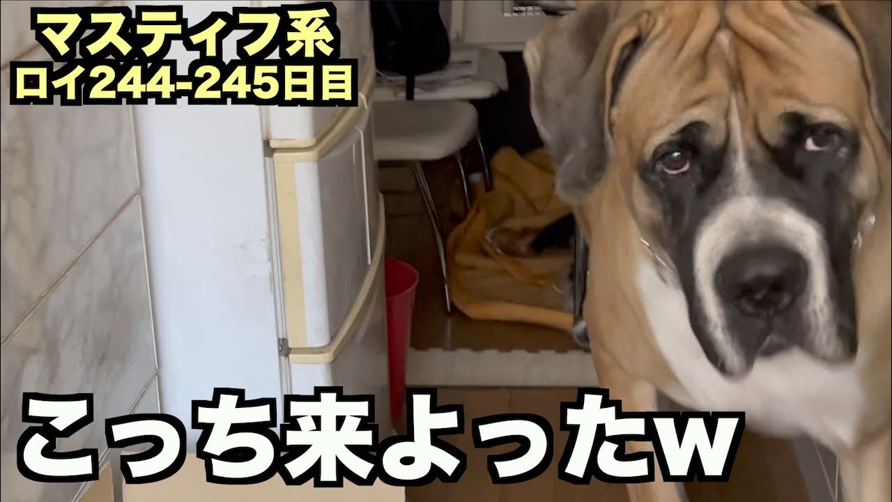 毎日楽しそうなロイ！