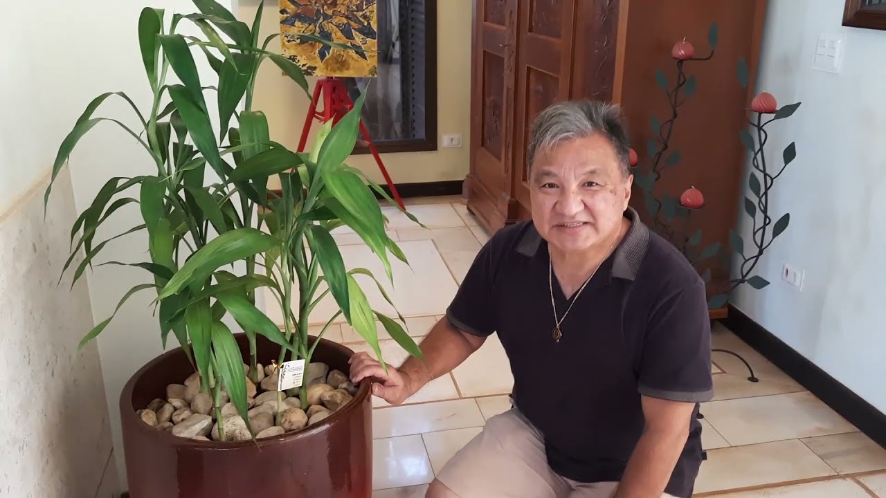 Plantio de Bambu da Sorte em vaso grande com terra.