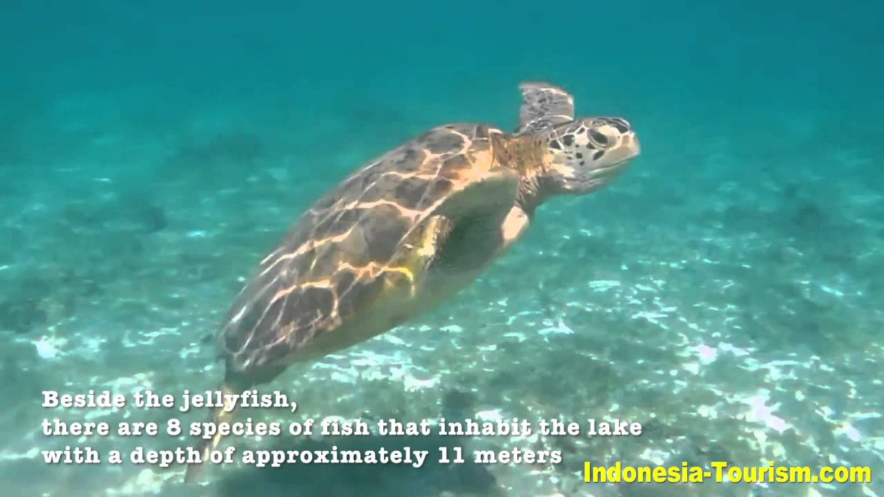 Kakaban Island - East Kalimantan - Indonesia