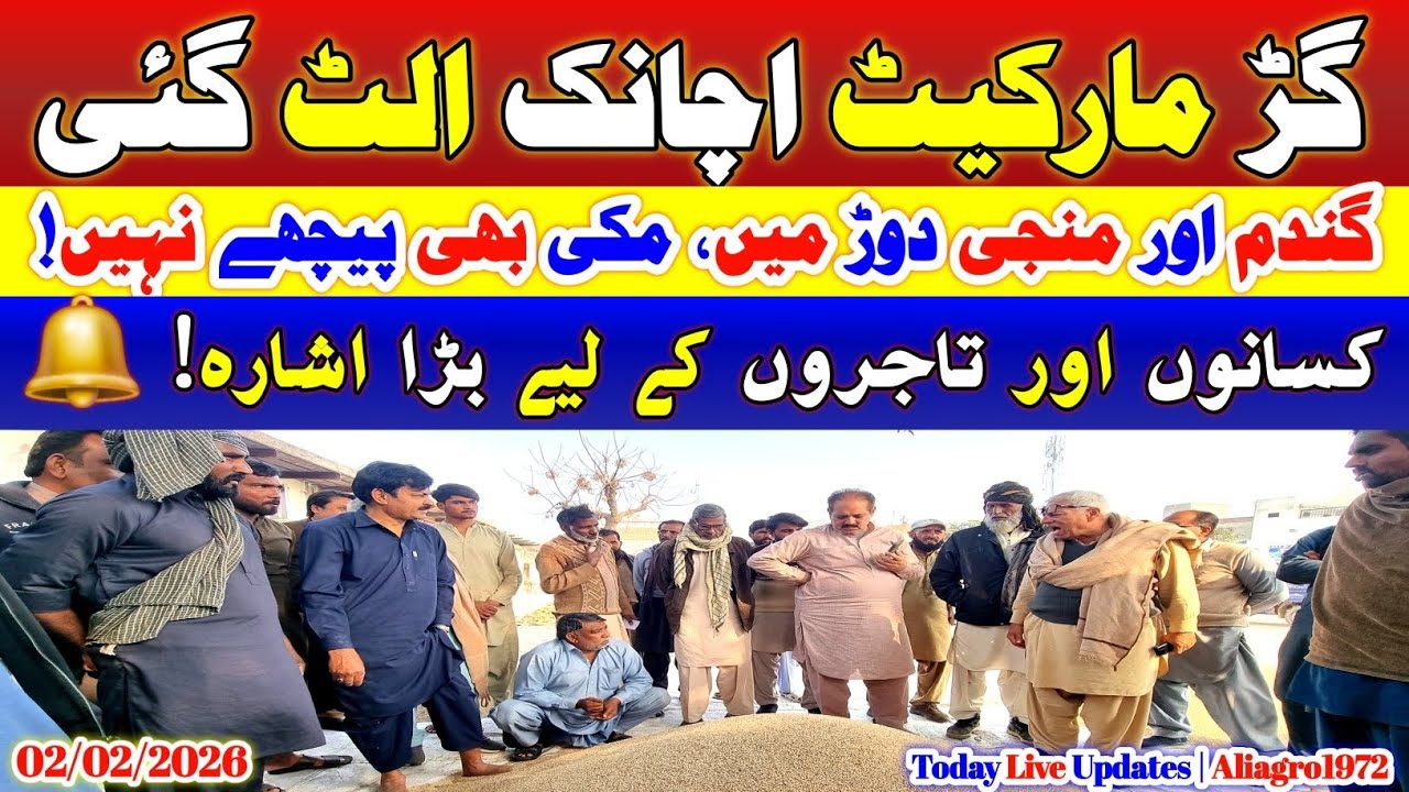 Gurr Market Suddenly Down! 😱 | Wheat & Munji Race On, Makki Also Hot | Punjab Mandi Today