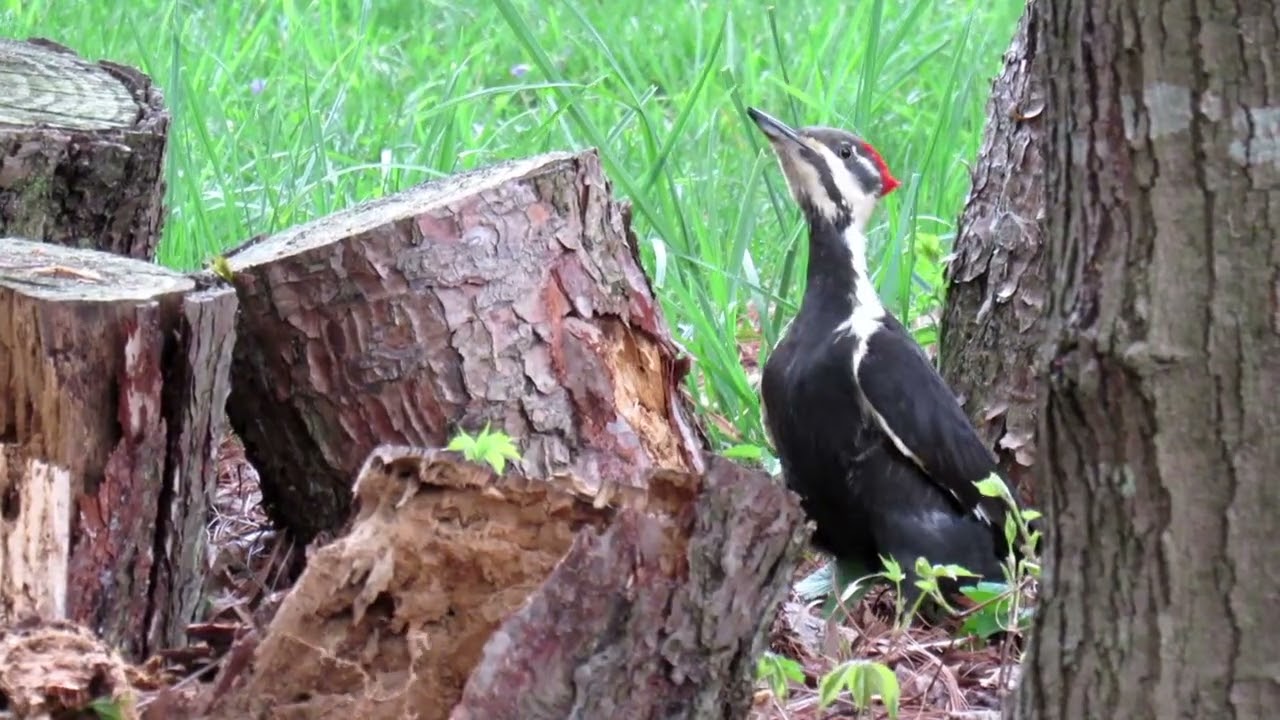 Stunning Pileated Woodpecker Devours HUGE Grub