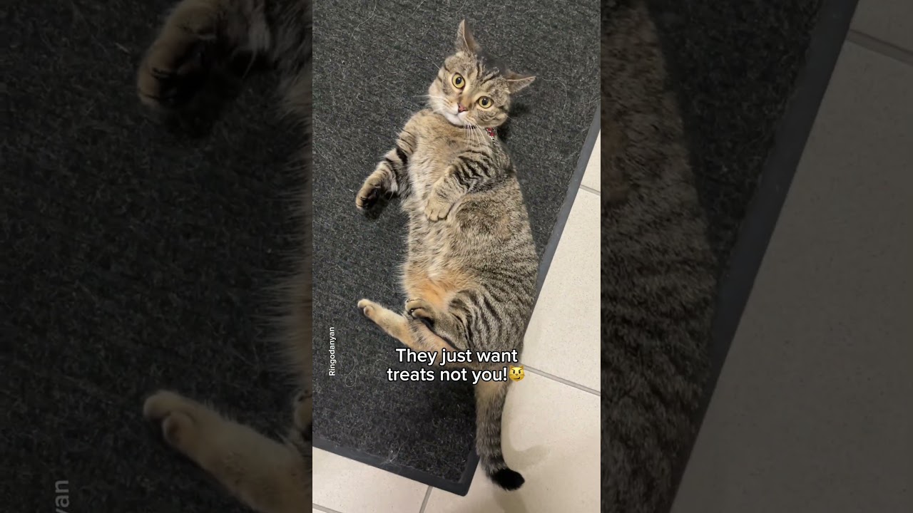 Understanding your cat's body language🐈 #shorts #cat #funny