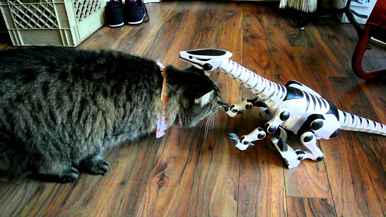 Cats meet RoboRaptor