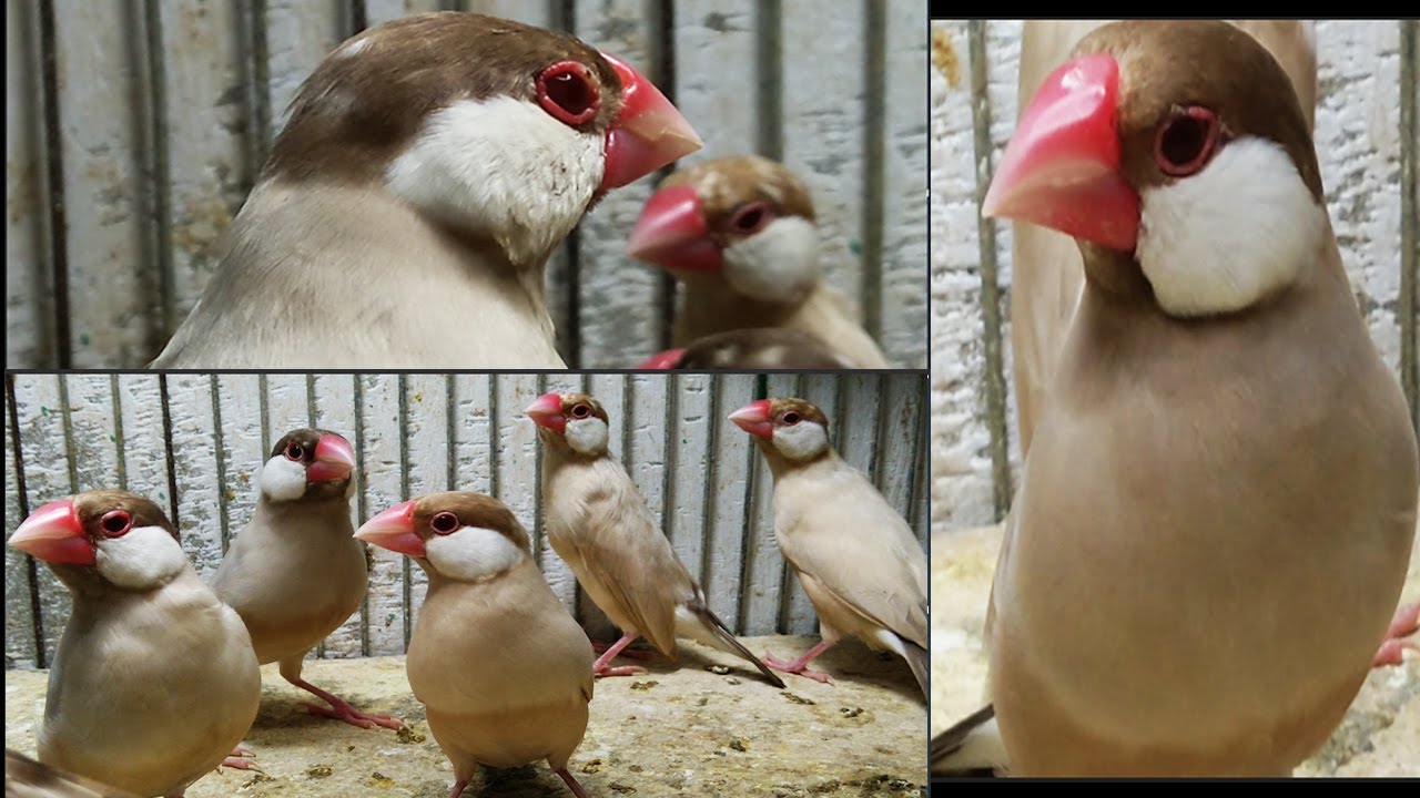 Fawn Java For Sale | Young Best Healthy Pairs | Ready For Breed | Urdu/Hindi | Lodhi Birds