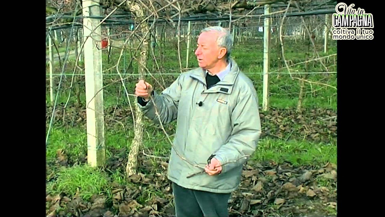 Potatura di produzione dell’actinidia, come eseguirla