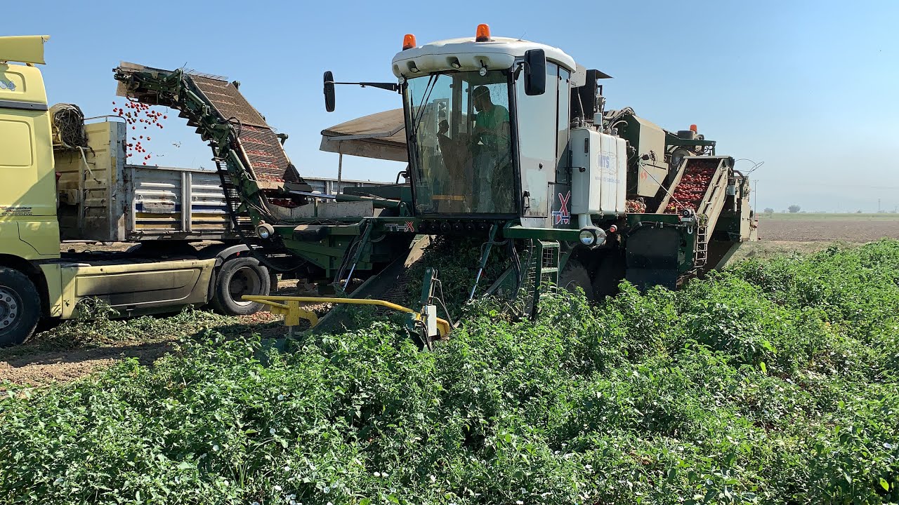 DEKARDA 13 TON DOMATES HASADI