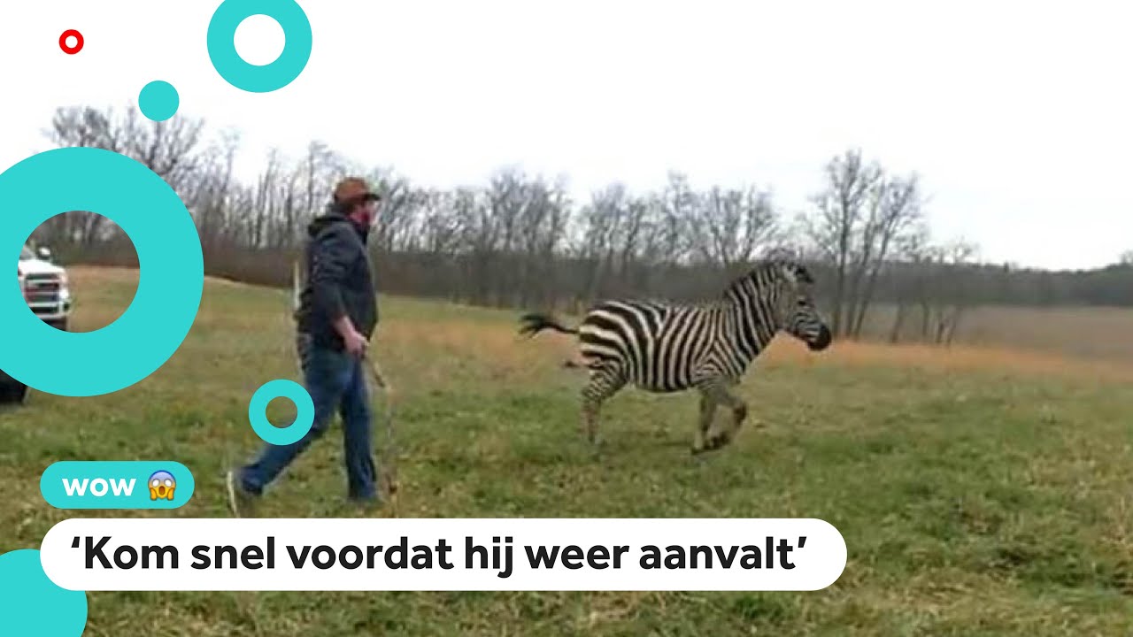 Man wordt aangevallen door een zebra