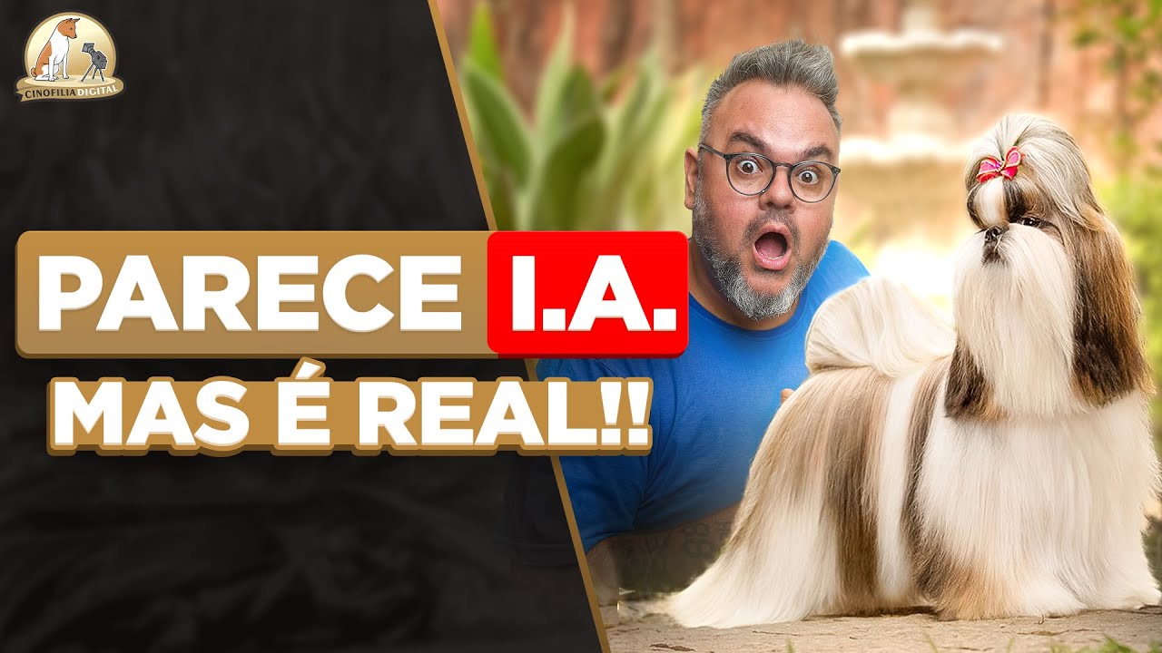 Bossy, a Shih Tzu Campeã: Conquistas Nacionais e Internacionais | Cinofilia Digital