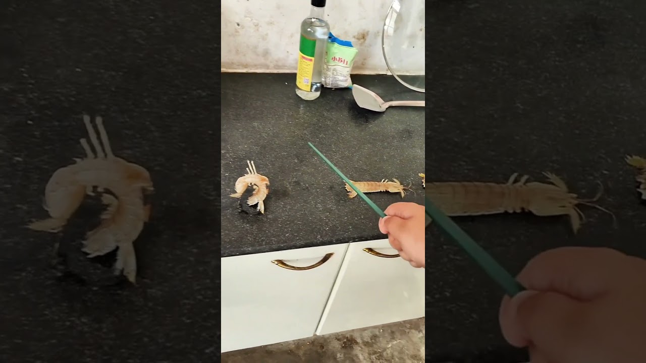 #viral funny fish shorts video 🤣🤣🤣🤣🤣🤣