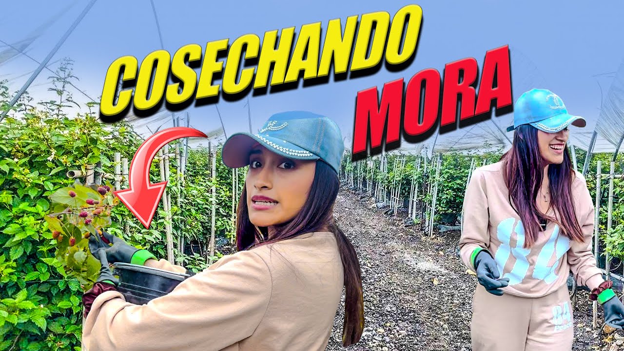 COSECHANDO MORAS | Mikaela Abigail Ft. Janedsita