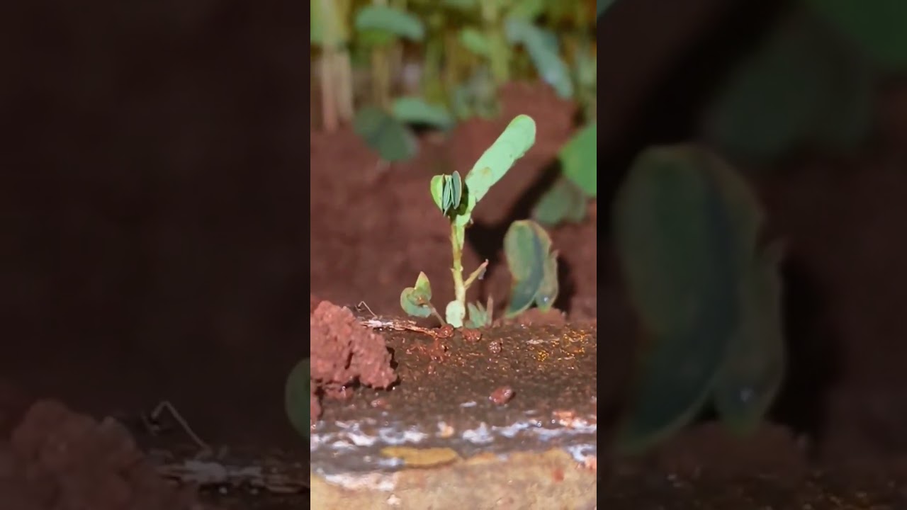 creative shoot #creative #creativity #light #videos #video #ants #food #music #shortvideo #nature
