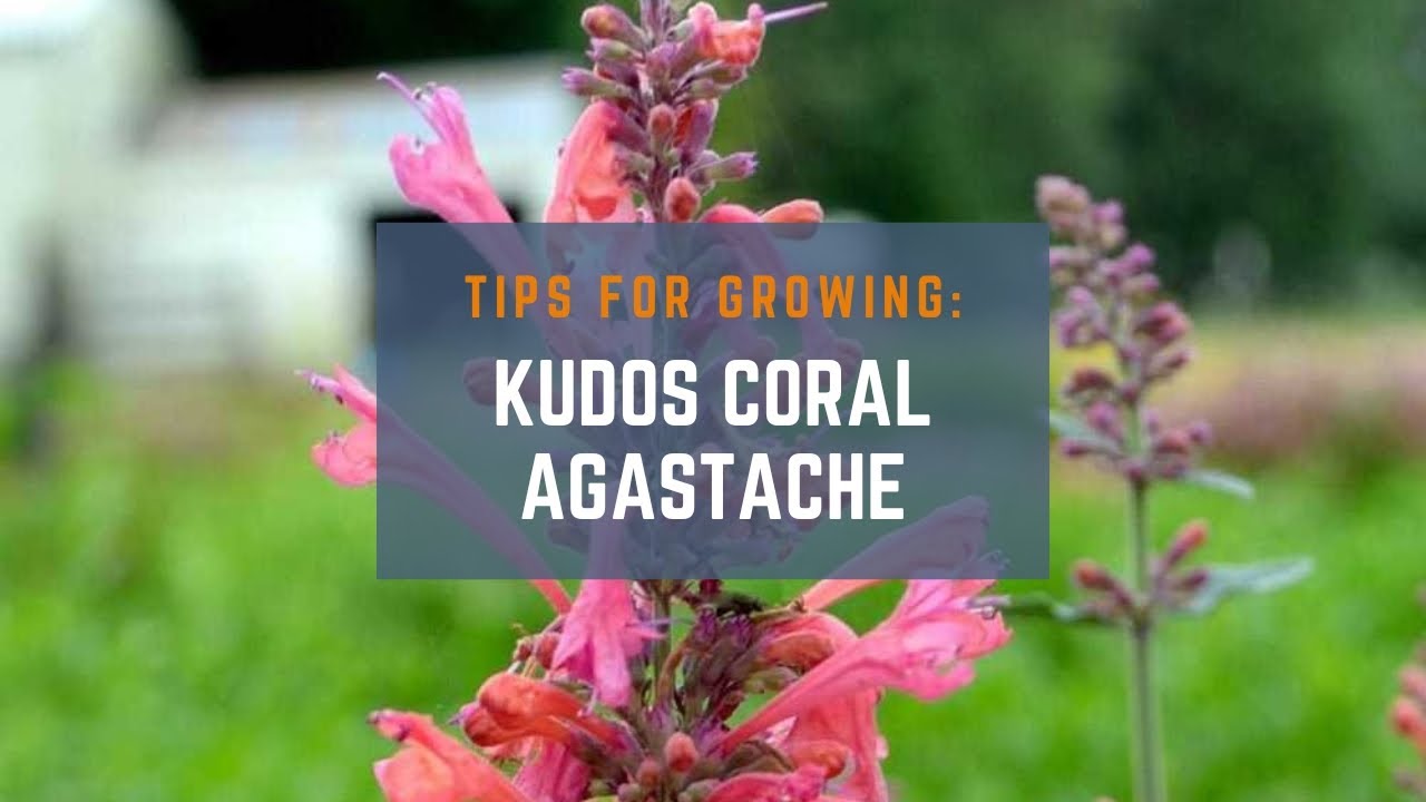How to Grow Kudos Coral Agastache: Tips for a Beautiful and Pollinator-Friendly Garden