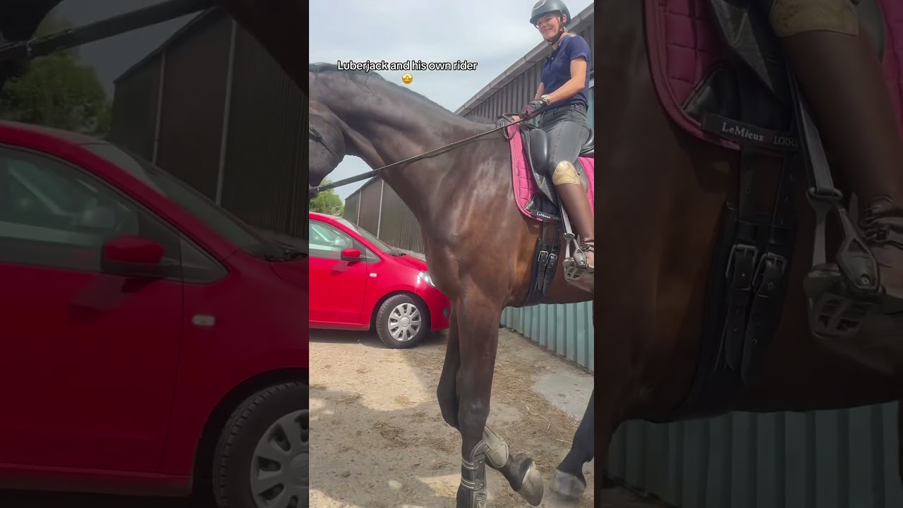The biggest horse in the world 🤩