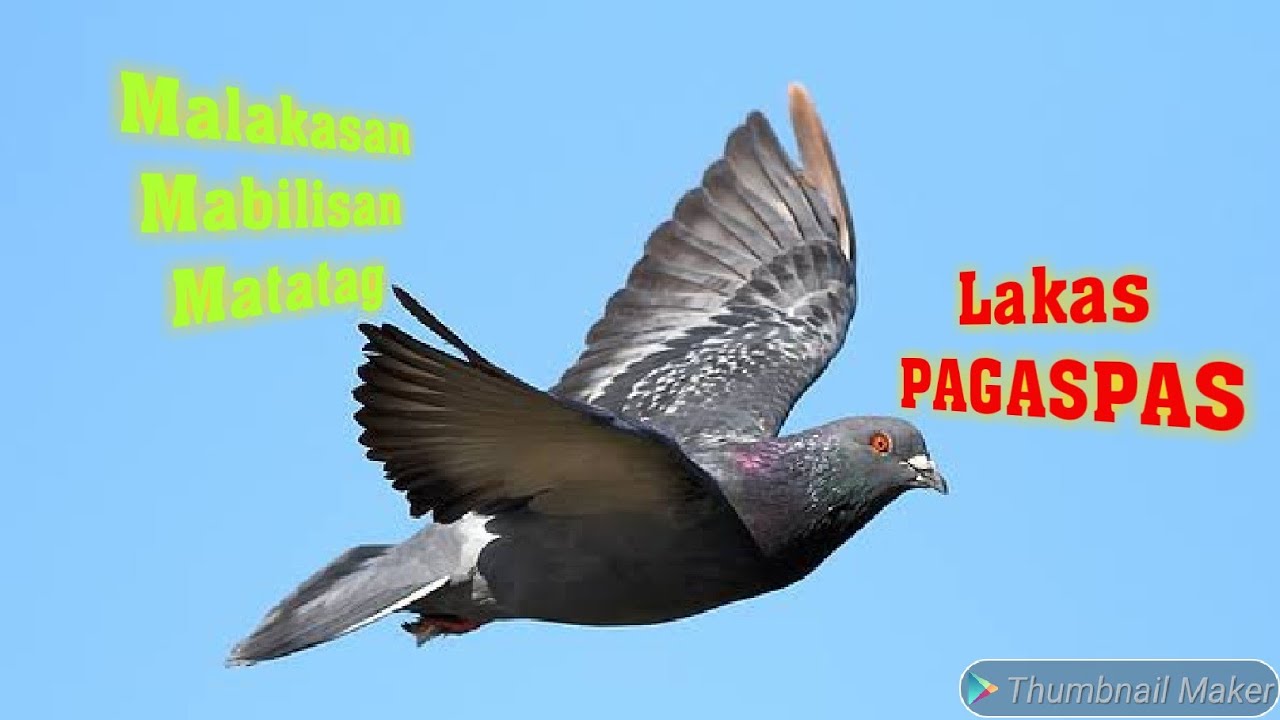 Vitamin B12 for our pigeons health and performance.