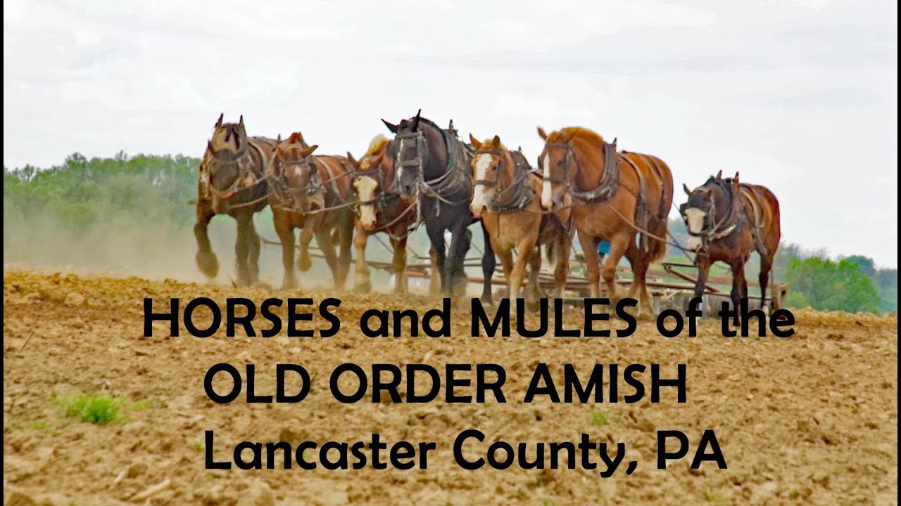 Doing What they LOVE...Draft Horses & Mules in AMISH LAND, Lancaster County, PA