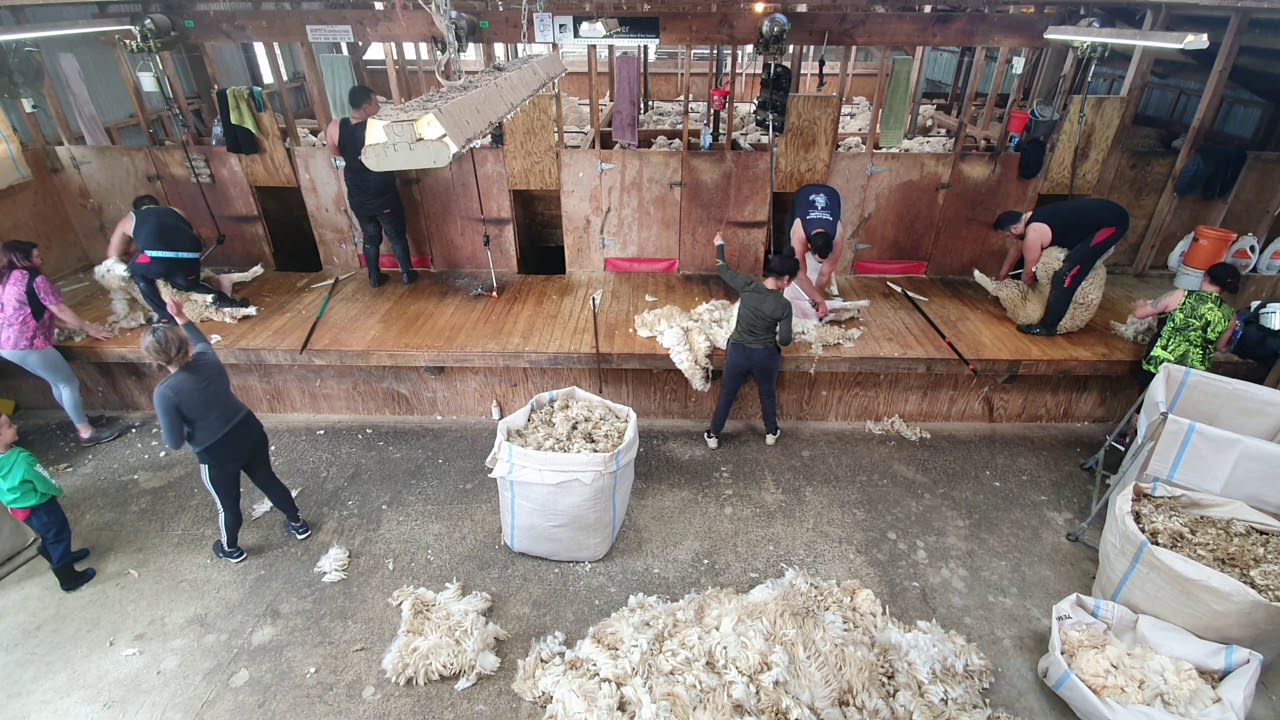 Sheep shearing in the Wairarapa,Nz