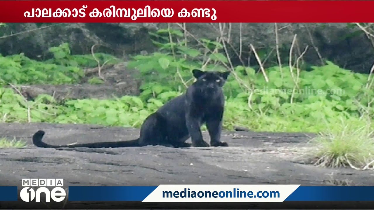 മലമ്പുഴ കവയിൽ കരിമ്പുലിയെ കണ്ടു. ജ്യോതിഷ് കുര്യാക്കോ ചിത്രം പകർത്തിയത്