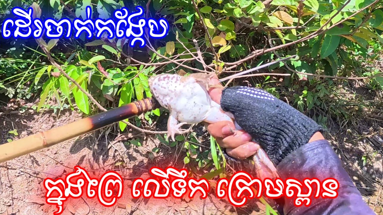 មេឃក្ដៅស្រឡះល្អក៏សម្រេចចិត្ត ចេញដើរចាក់កង្កែប វគ្គនេះរួចច្រើន វីដេអូទី៣