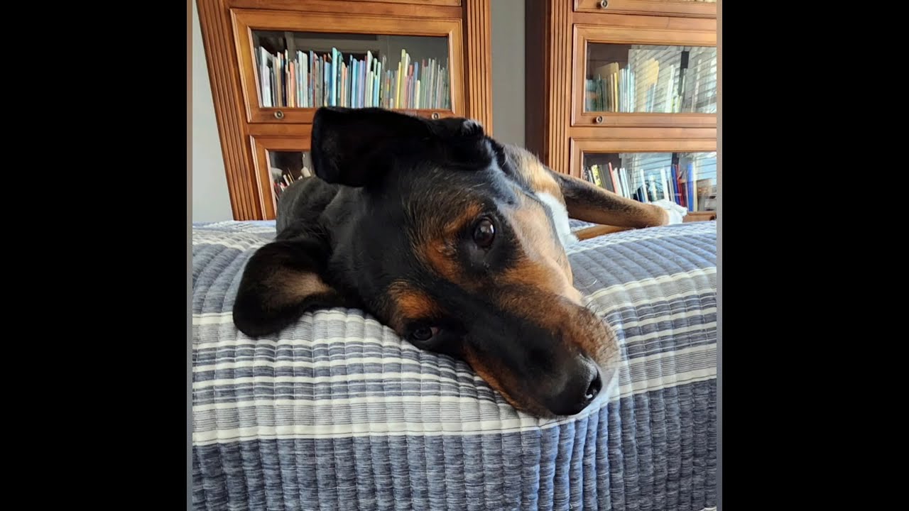 Funny Dog Moments Caught on Camera