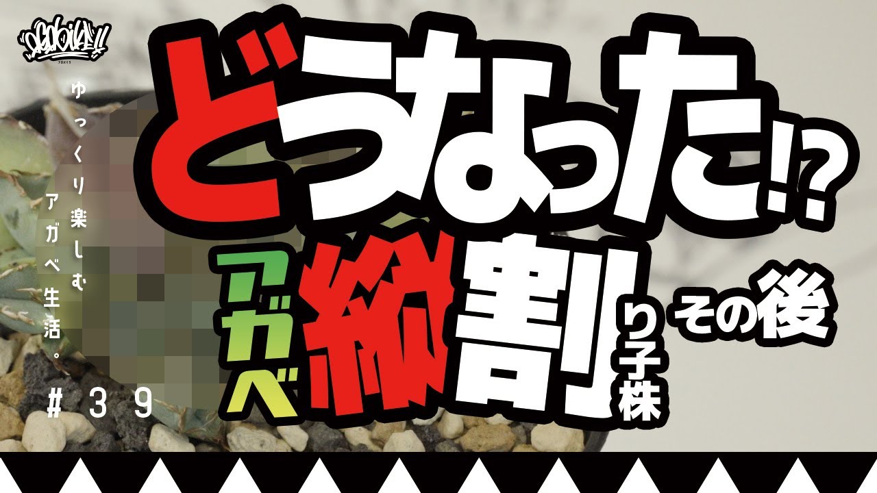 アガベ子株を縦割り！その後どうなったのか！？