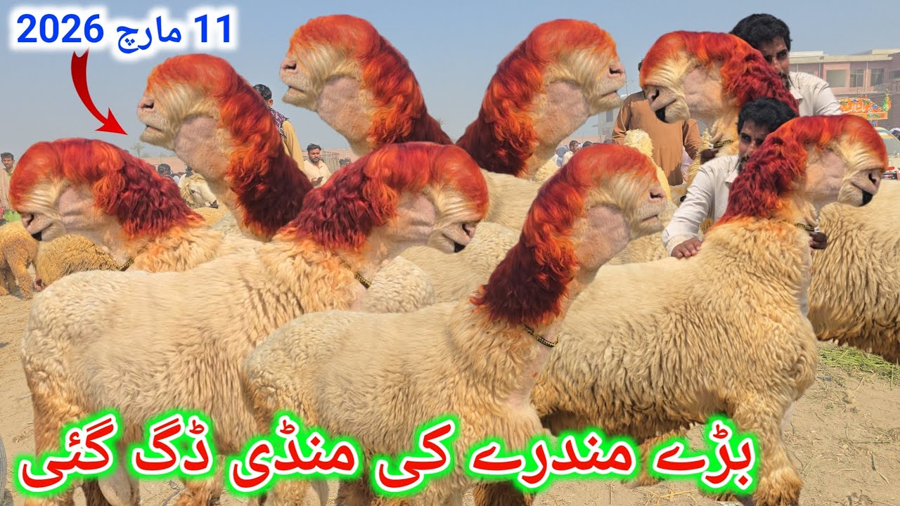 11 March 2026 اج کی منڈی ڈگ چکی ہے ریٹ نہ ہونے کی وجہ سے وپاری رونے لگے پاکستان کی سستی ترین منڈی 
