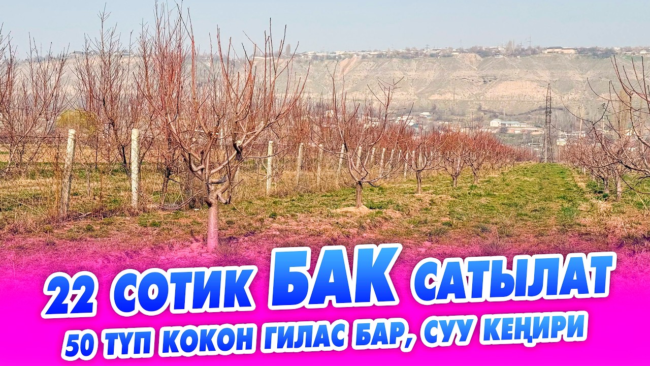 22 сотик БАК шашылыш САТЫЛАТ! өтө жакшы ЖЕР. 50 түп кокон гилас бар.