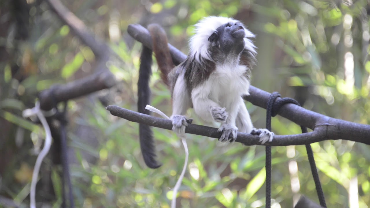 La curiosit&agrave; del tamarino edipo, piccola scimmia del Nuovo Mondo