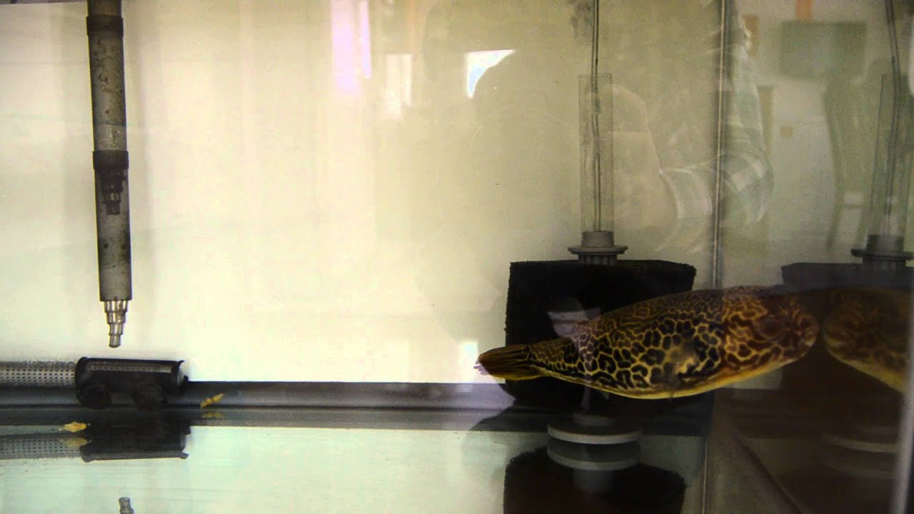 MBU Puffer 05252013