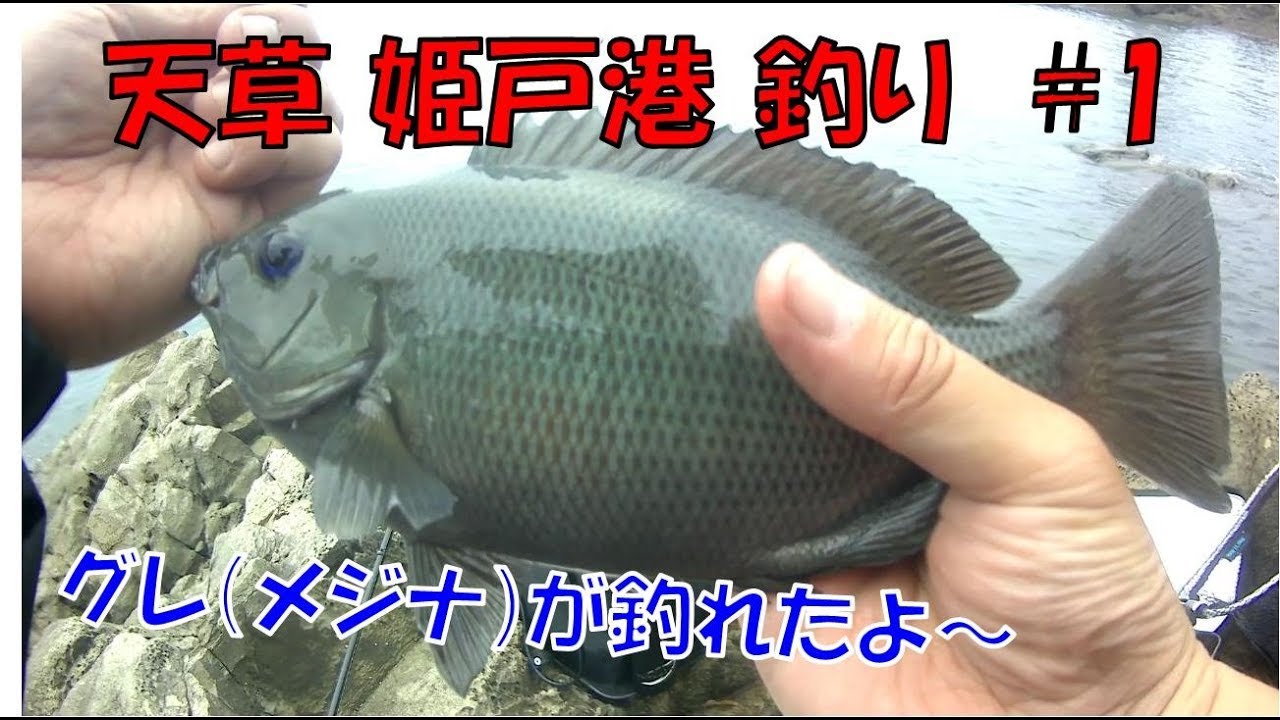 天草 姫戸港 釣り #1