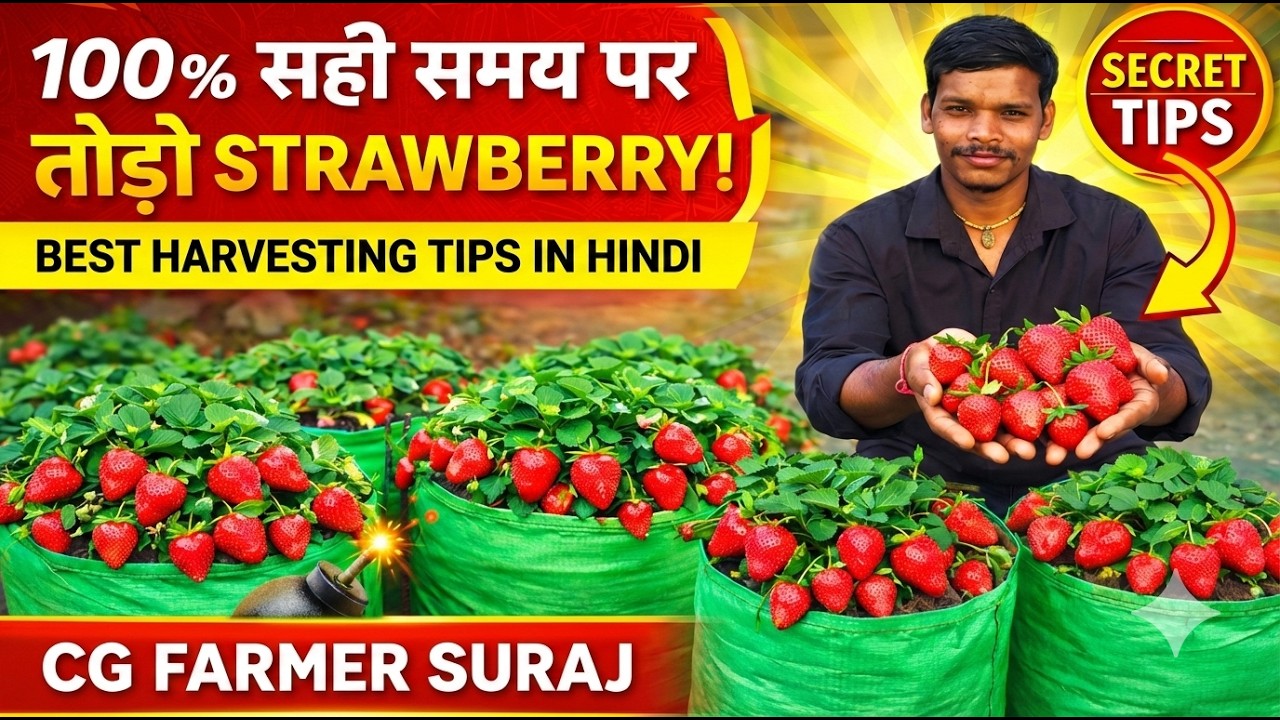 CG Farmer Suraj | Ghar Mein Strawberry Harvest Ka Complete Guide 2026 How to Strawberry harvest