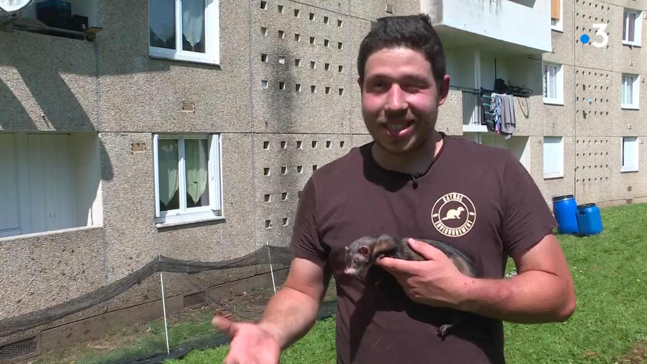 Des furets dératisent à Limoges