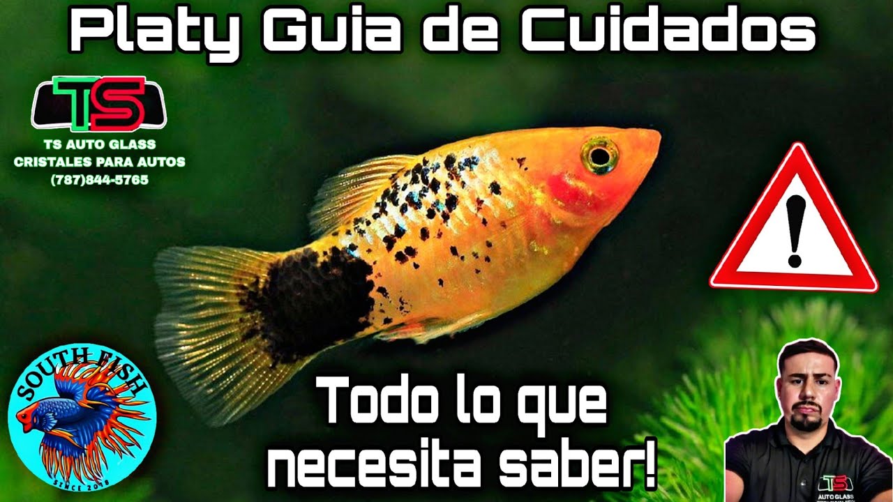 Platy guia de cuidado, Alimentacion, Reproducion, parametros de agua y todo lo que necesita saber! 💙